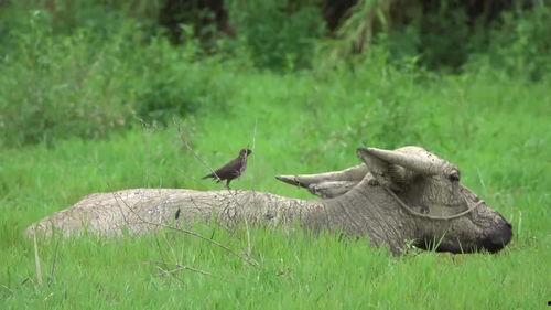 八哥最新爆料新闻视频,最新爆料新闻视频深度解析
